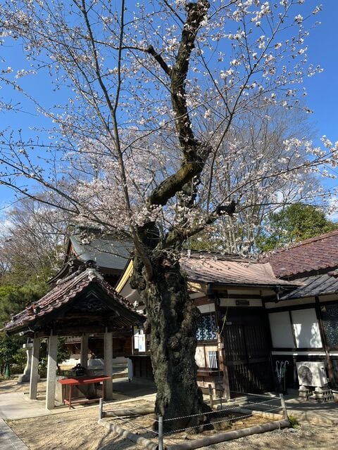 境内の桜