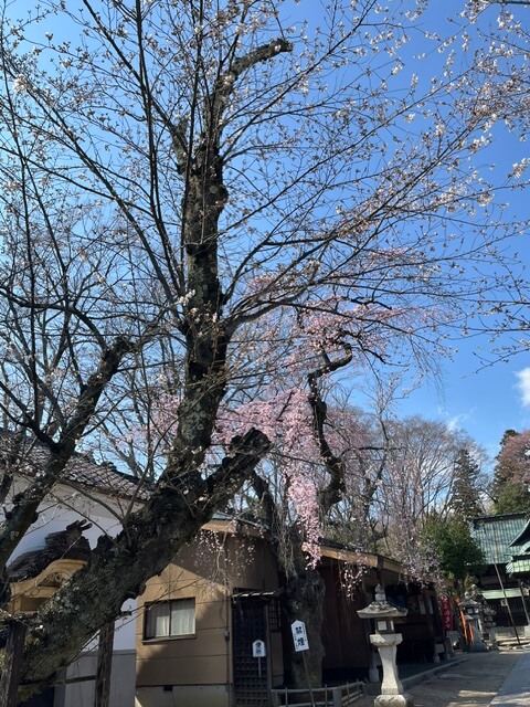 境内の桜